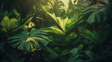 Wall Mural - Closeup nature view of tropical green monstera leaf and palms background. Flat lay, fresh wallpaper banner concept.