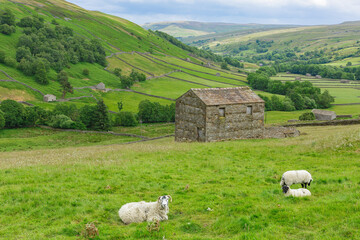 Wall Mural - Swaledale, a remote northern dale in Summertime with stone barns or cow houses, drystone walling, meadows and a Swaledale ewe with her lambs in the lush, green meadow. Horizontal.  Space for copy.