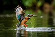 © เลิศลักษณ์ ทิพชัย - Kingfisher emerging from the water after an unsuccessful dive to grab a fish, Natural wild bird with beautiful light. Generative AI.