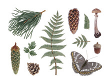 Hand Painted Acrylic Botanical Illustrations Of Forest Nature. Cottegecore Style. Perfect For Prints, Home Textile, Packaging Design, Posters, Stationery And Other Printed Goods