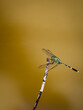 slander slimmer dragonfly on tree branch