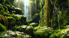 moss covered rocks HD 8K wallpaper Stock Photographic Image