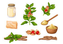 Ashwagandha Set Vector Illustration. Cartoon Isolated Ashwagandha Dry Root Pile And Powder In Bowl Or Spoon, Bush Branch Of Indian Ginseng With Berry Fruit And Green Leaf, Ayurvedic Soap And Bath Salt