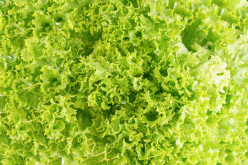 Wall Mural - Close up lettuce organic salad, fresh green hydroponic vegetable. Salad leaves background. Vegetarian food, healthy lifestyle