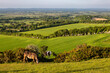 The view over farmland from Firle Beacon with cattle grazing in the foreground