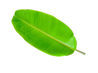 Wall Mural - Banana Leaf isolated on transparent png