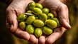 freshly picked olives in hands, close up, olive oil concept, olive harvest, AI generated