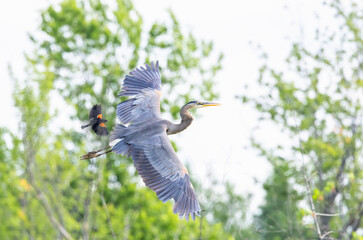 Wall Mural - Great blue heron taking flight with a red-winged blackbird in pursuit in Ottawa, Canada