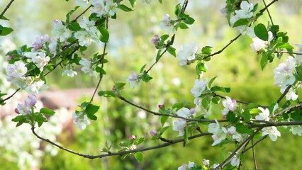 Canvas Print - A closeup shot of blooming apple blossom flowers. Blooming apple tree. Spring flowering of trees. toned.