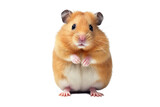 Fototapeta  - A standing cute little hamster with golden fur, isolated (Generative AI)