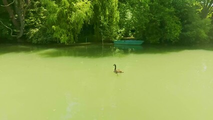 Wall Mural - duck swimming in the river