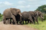 Fototapeta Sawanna - Éléphant d'Afrique, Loxodonta africana, Parc national Kruger, Afrique du Sud