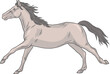 Freigestellte Vektor Illustration eines eleganten, schlanken Pferdes im schnellen Galopp, elegant und anmutig mit wehender Mähne und Schweif