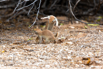 Poster - Juvenile round-tailed ground squirrels, Xerospermophilus tereticaudus, playing, fighting and roughhousing in the Sonoran Desert. Pima County, Tucson, Arizona, USA.