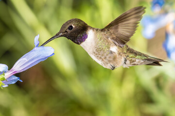 Canvas Print - Black-Chinned Hummingbird Searching for Nectar Among the Blue Flowers