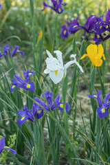 Wall Mural - different colored dutch iris (iris x hollandica). cut flower field.