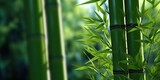 Fototapeta Sypialnia - AI Generated. AI Generative. Eco green leaf plant tree bamboo. Asian Japan Chinese culture tradition vibe. Graphic Art