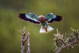 Fototapeta Sawanna - Lilac breasted roller in flight open wings in Kruger National park, South Africa ; Specie Coracias caudatus family of Coraciidae