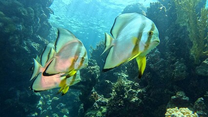 Wall Mural - Beautifiul underwater view with tropical coral reefs