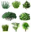 Set of plants and shrubs isolates. Rosemary mint dill herbs