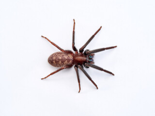 Spider on a white background. Tube-dwelling Spider. Segestria florentina.