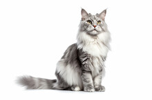 Gray Or Tricolor Maine Coon Cat Isolated On White Background.