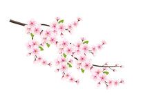 Cherry Blossom Branch Isolated On White Background. Vector Illustration.Realistic Blooming Cherry Flowers And Petals 