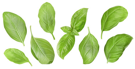 Wall Mural - collection from basil leaves on white isolated background