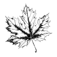 Sticker - maple vector drawing. Isolated hand drawn, engraved style illustration