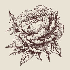 Sticker - peony vector drawing. Isolated hand drawn, engraved style illustration