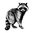 raccoon vector drawing. Isolated hand drawn, engraved style illustration