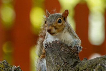 Wall Mural - squirrel on a stump