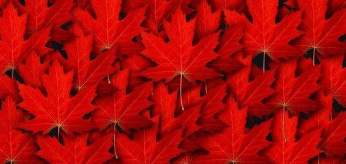 Wall Mural - red maple leaf background and autumn leaves symbol as a seasonal themed concept as an icon of the fa