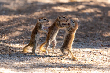 Poster - Three round-tailed ground squirrel, Xerospermophilus tereticaudus, siblings rough housing and play fighting in the Sonoran Desert. Funny antics by cute wildlife. Pima County, Tucson, Arizona, USA.