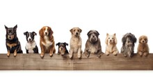 A Group Of Different Dogs Behind A Banner, Created With Generative AI Technology