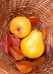 Poster - Harvesting. Fresh ripe pears with leaves stacked in a wicker basket