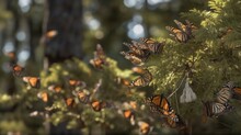 The Migration Of Monarch Butterflies Through The Forest