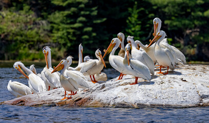 Wall Mural - Almost 20 white pelicans preening in early spring