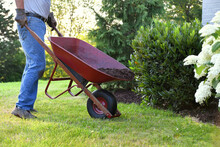 Man Doing Yard Work Chores By Spreading Mulch Around Landscape Bushes From A Wheelbarrow