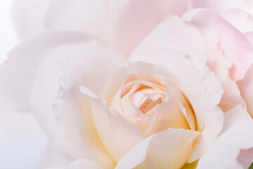 Wall Mural - beautiful aromatic fresh blossoming tender pink rose texture, close up view. romantic background