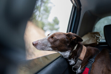 brown dog with white nose leaning out of the window of a car in the back seat, head out of the car enjoying the air and the nature and rural landscape.