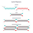 Lamin polymer science vector illustration infographic