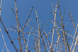 © rsooll - catalpa bignoniform tree in sunny weather in early spring