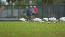 White Ibis Wild Birds, Also Known As Great Egret Or Heron Walking And Feedeng On Grass In Town Park In Summer
