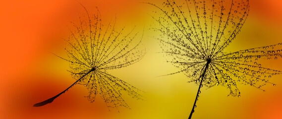  flower fluff , dandelion seed with dew dops - beautiful macro photography with abstract bokeh background