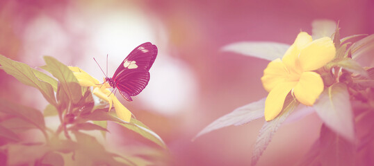 Wall Mural - Butterfly Heliconius Hacale zuleika in a rainforest