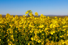 Blooming Rapeseed Field In Early Spring. Background With Selective Focus And Copy Space For Text