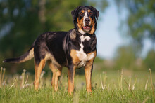 Cute Greater Swiss Mountain Dog With A Black Leather Collar Posing Outdoors Standing On A Green Grass In Spring