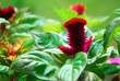 Claret red young plant flower celosia crested