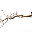 © madango - Nature's Tranquility: Dead Branch on White Background